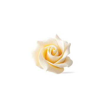 Chocolate_rose_doblawhite